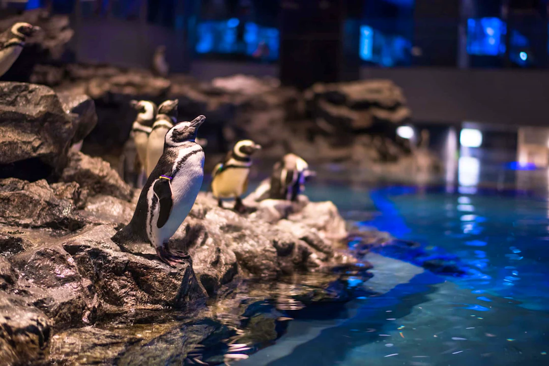 Sumida Aquarium Ticket Discount